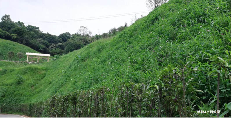 醴陵市國土資源局后山護坡生態覆綠項目