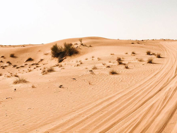 沙地生態修復