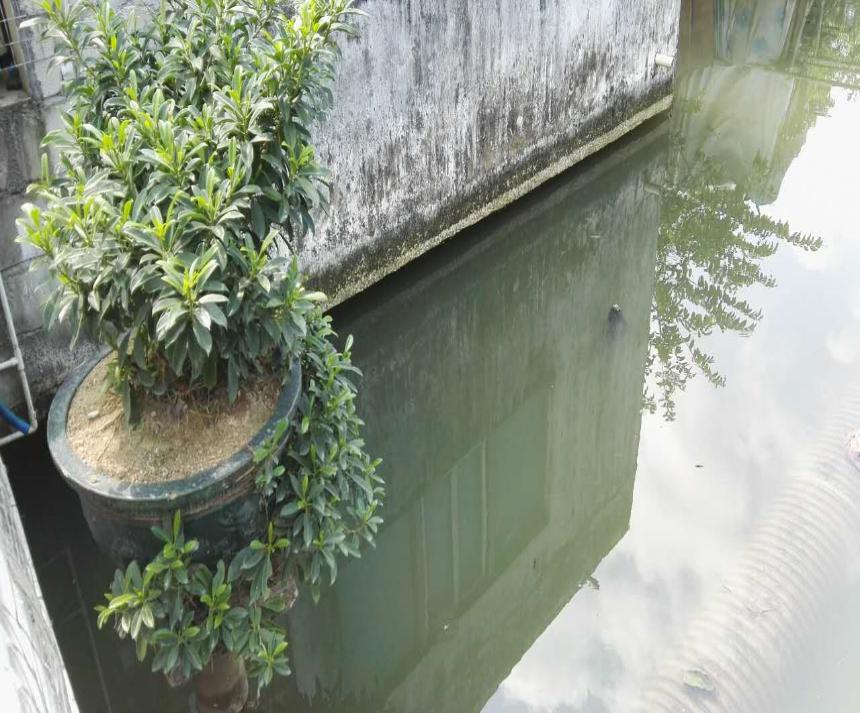 珠海市南屏西渠污水生態治理